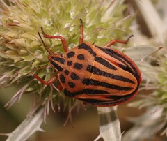 Graphosoma semipunctatum