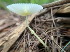 Leucocoprinus fragilissimus