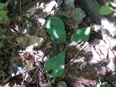 Quercus muehlenbergii