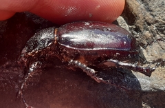 Propomacrus cypriacus