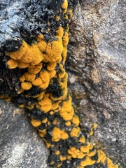 Trentepohlia aurea