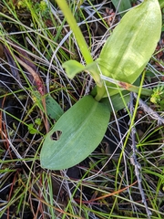 Dactylorhiza viridis