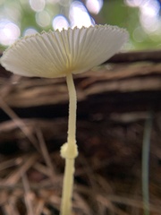Leucocoprinus fragilissimus