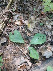 Quercus muehlenbergii