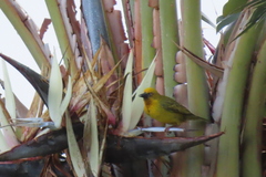 Ploceus capensis