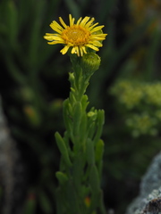 Limbarda crithmoides crithmoides