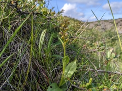 Dactylorhiza viridis