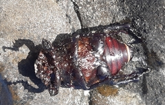 Propomacrus cypriacus