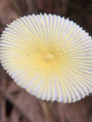 Leucocoprinus fragilissimus