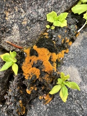 Trentepohlia aurea