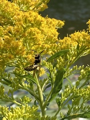 Dolichovespula arenaria