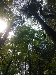 Quercus muehlenbergii