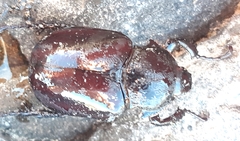 Propomacrus cypriacus