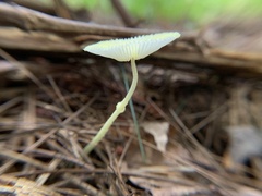 Leucocoprinus fragilissimus