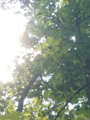 Quercus muehlenbergii