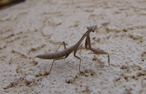 Photo of Mediterranean Mantis (Iris oratoria)