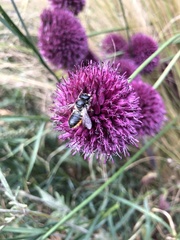 Megachile centuncularis