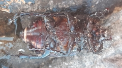 Propomacrus cypriacus