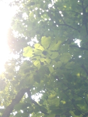 Quercus muehlenbergii