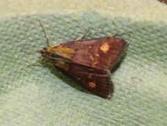 Pyrausta aurata