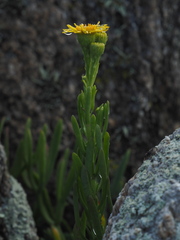 Limbarda crithmoides crithmoides
