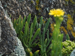 Limbarda crithmoides crithmoides