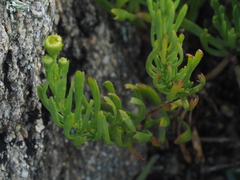 Limbarda crithmoides crithmoides