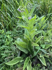 Symphytum officinale