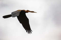 Anhinga rufa