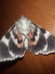 Catocala nupta