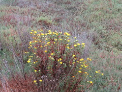 Grindelia stricta angustifolia