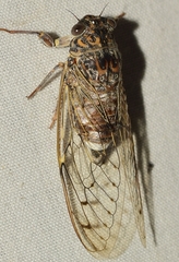 Cicada barbara