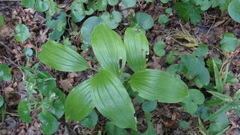 Polygonatum latifolium