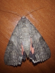 Catocala nupta