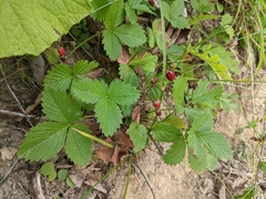 Fragaria vesca