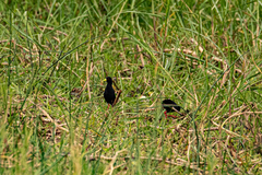 Zapornia flavirostra