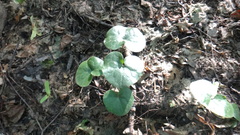 Asarum europaeum