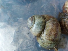 Viviparus viviparus