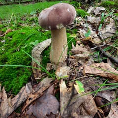 Tylopilus rubrobrunneus