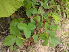 Fragaria vesca