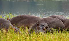 Hippopotamus amphibius