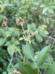 Sanicula canadensis