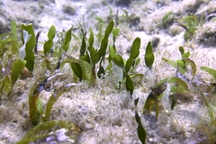Caulerpa prolifera