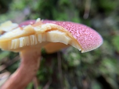 Tricholomopsis rutilans