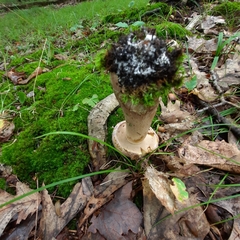 Tylopilus rubrobrunneus