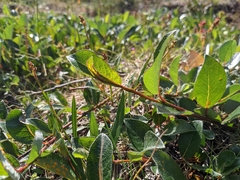 Salix arctica