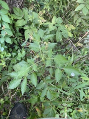 Sanicula canadensis