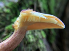 Tricholomopsis rutilans