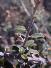 Tarchonanthus minor