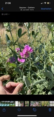 Lathyrus